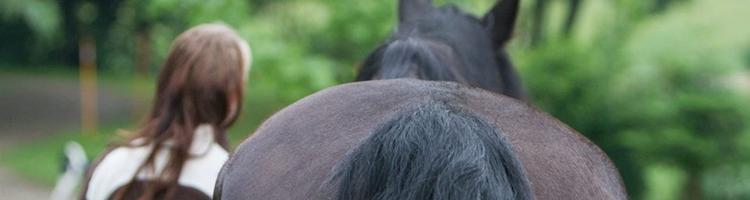 Behandling & fodring af vanrøgts hest