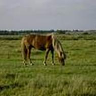 jytte  h