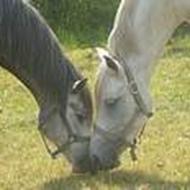 * ¤ - Emilie - ¤ *