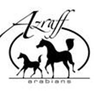 Azraff Arabians .