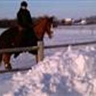 Michaela Tækker A-pony                    