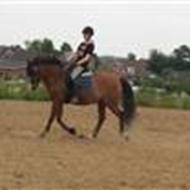 Shannon Linnet. Pony solgt ;D l