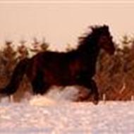 - KOOR Line Nørgaard .