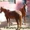 • Fortunens Ponycenter •