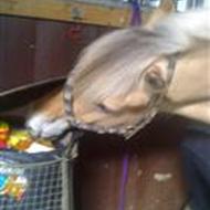 »´´• - Team sør »´´• -   