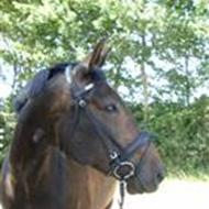 Sofia  *Egely Ridecenter* C