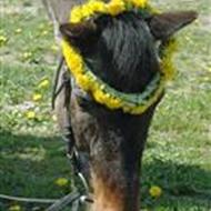 *Josefine & Napoli* Team B-R-F <'3 F