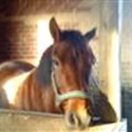 Ida Maria Sonne Hansen&Fair Choice Dandy <3.