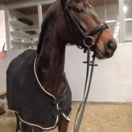 | Edita Rimkute | SHR | Rim's KaninHuset | .