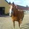 Mille Faurholt :) F