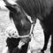 Cille&Ronja  ;) .