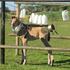 US-Mustang >Horsetalker<