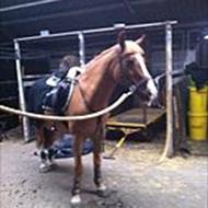 Pygmæungen *Team SAO* .