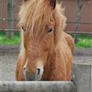Louise Frausing Nielsen  *amatørfotograf*  