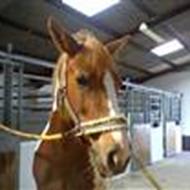 Cathrine Højen Djernæs