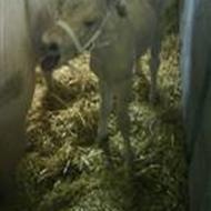 Tulle min pige, du savnet og elsket : \  