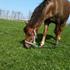 #"viggo og chilli<3"#