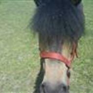 Pernille H ¤ Jumping Jack  H