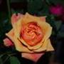 Flower .