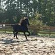 >>Mini<< André FOREVER H