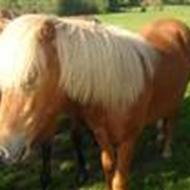 Linda & Dennis Bossen .