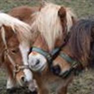 Henriette Hougaard p