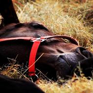 Mia Barner Jensen & Adventure C. |SOLR|