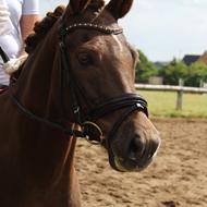 *Anne Kathrine! *TEAM SRKS* <