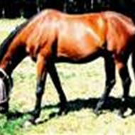 Mulle,Malle,Mille,Calle - tut tut  