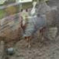 # Team Aagr # NANA  .