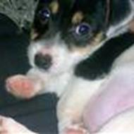 Love Blissen, Mign springhestxD< 3