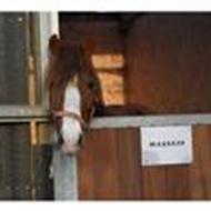 Marie sgr drømmehesten P