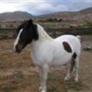 Cristina Drachmann U