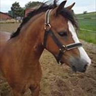 Jeg elsker Thais (: <3  T