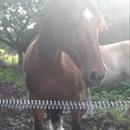 lerbjerggaard horses