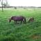 Dorthe L