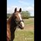 Dessie