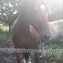 lerbjerggaard horses