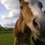 Helle <3 Tilde <3 Chess <3