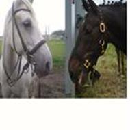 Pernille P- Zille & Sheik <3 .