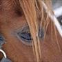 Daisy&Lodius!<3