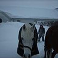 the horsegirls (team HHH)  .