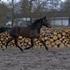 Mette - Team trav -