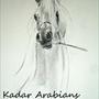 Kadar Arabians