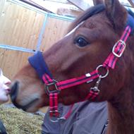 Heidi Winther Lassen  .