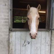 Nikita-Vejlebros Nico :