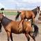 Team HIF (Horses in freedom)