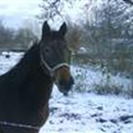 den der elsker lotus mest <3 i lov you <3 h