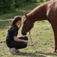 <3 Arabian Horses <3 O