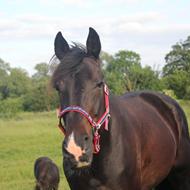 Team Barrock * Vicki * W